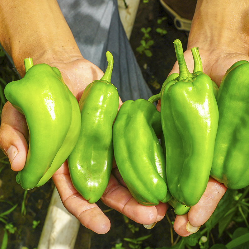 Rescatando el agro del país